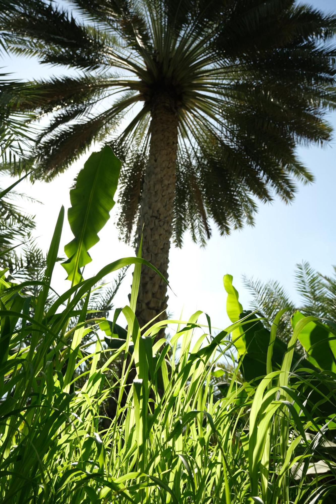 Albustan House Holiday home Misfah